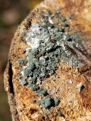 Trichoderma viride