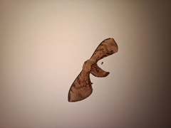 Lepidoptera