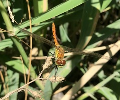 Sympetrum depressiusculum