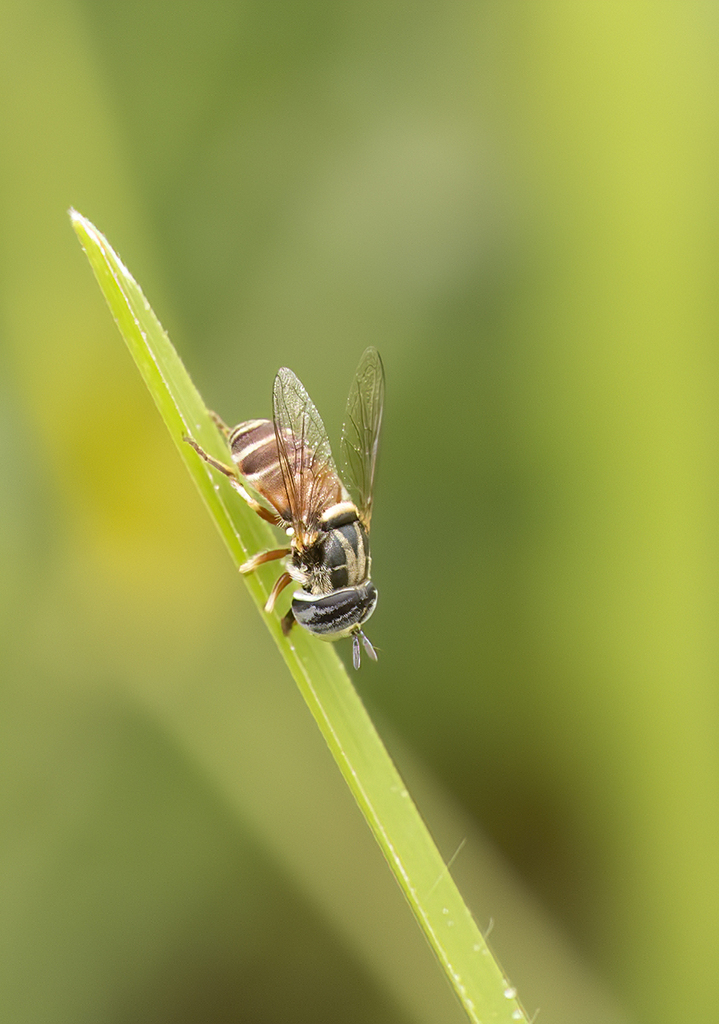 Paragus Crenulatus From Pune, Maharashtra, India On August 18, 2022 At 