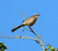 Mimus saturninus