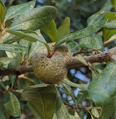 Callirhytis quercusbatatoides