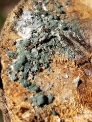 Trichoderma viride