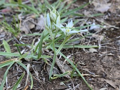Ornithogalum comosum