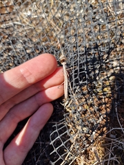 Geomantis larvoides