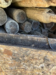 Pantherophis alleghaniensis