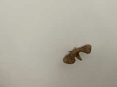 Lepidoptera