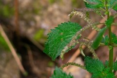 Urtica membranacea