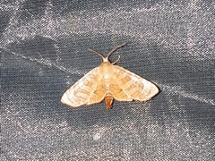 Opula lepida