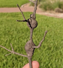 Callirhytis quercusbatatoides
