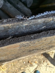 Pantherophis alleghaniensis