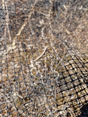 Geomantis larvoides