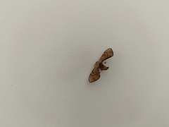 Lepidoptera