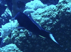 Gomphosus klunzingeri