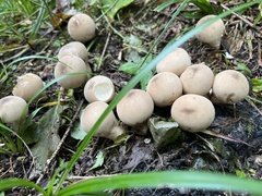 Apioperdon