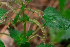 Urtica membranacea