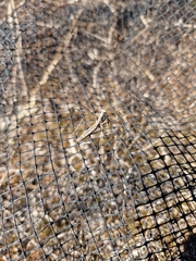 Geomantis larvoides