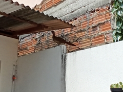 Ortalis superciliaris