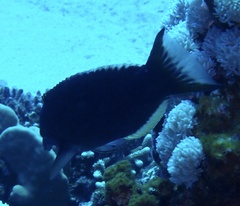 Gomphosus klunzingeri