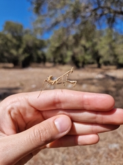 Empusa fasciata