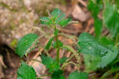Urtica membranacea