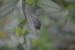 Spinalanx rolstoni