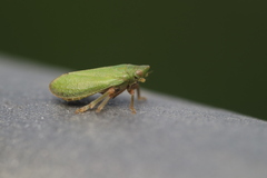 Tettigometra