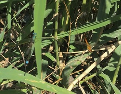 Sympetrum depressiusculum