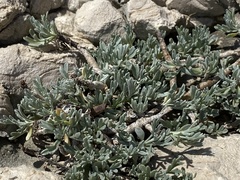 Artemisia caerulescens