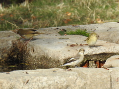 Phylloscopus collybita