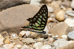 Graphium arycles