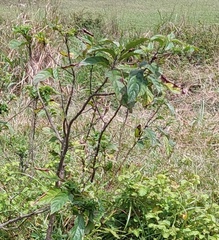 Clerodendrum cyrtophyllum