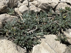 Artemisia caerulescens