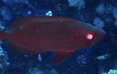 Priacanthus hamrur