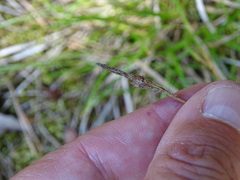 Carex pilulifera