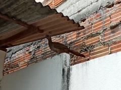 Ortalis superciliaris