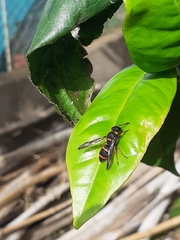 Ancistrocerus haematodes