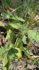 Ruellia caroliniensis
