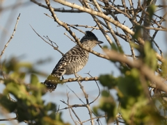 Thamnophilus doliatus