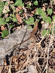 Algyroides nigropunctatus