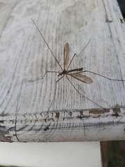 Tipula