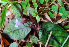 Strobilanthes reptans