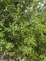 Pistacia chinensis