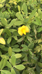 Arachis pintoi