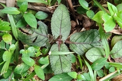 Strobilanthes reptans