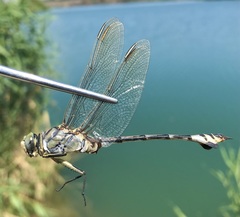 Lindenia tetraphylla