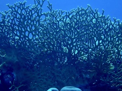 Millepora dichotoma
