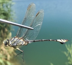 Lindenia tetraphylla