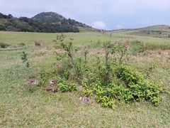 Clerodendrum cyrtophyllum