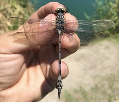 Lindenia tetraphylla
